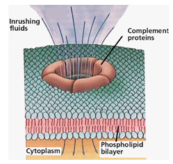 915_complement system.png